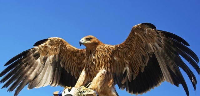 Bird of Prey Centre 