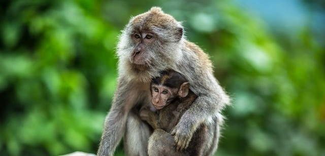 Birmingham Wildlife Conservation Park | Picniq Birmingham Wildlife Conservation Park | Picniq